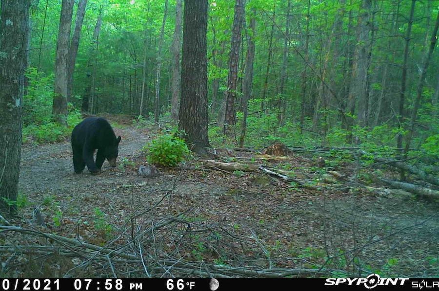 Bear