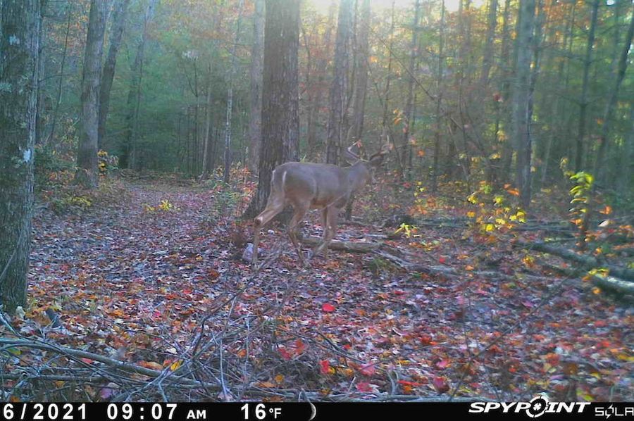 Buck3
