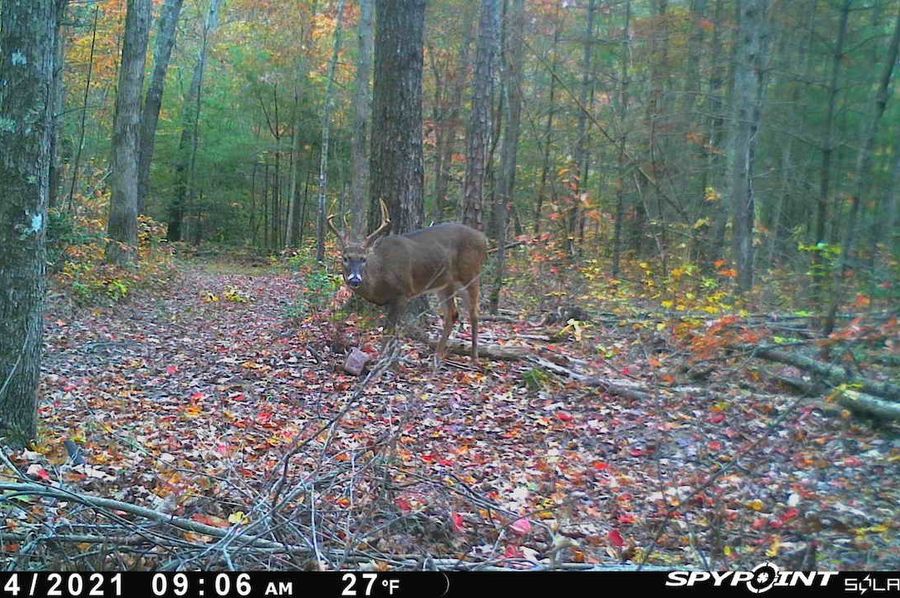 Buck4