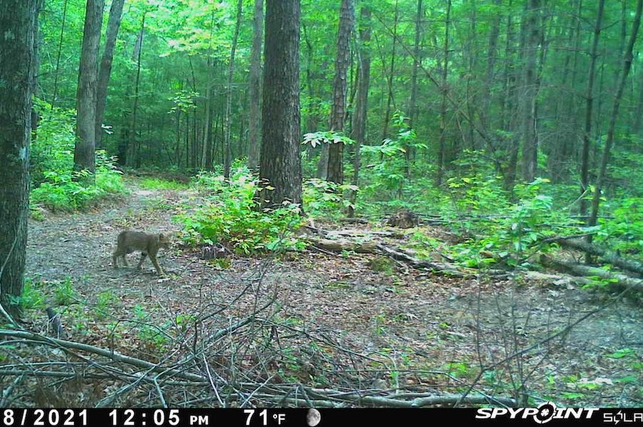Bobcat