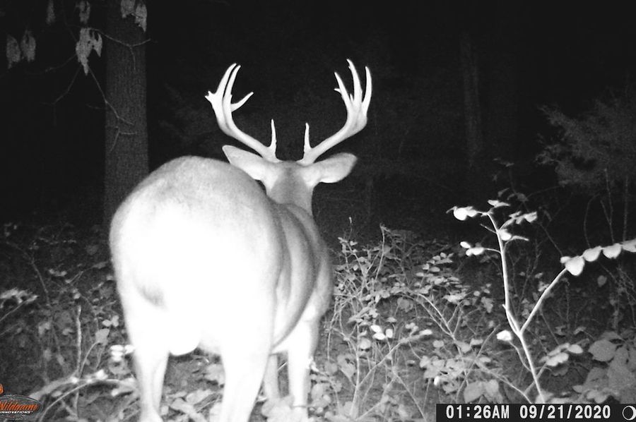 Mystery Buck 9-21-20