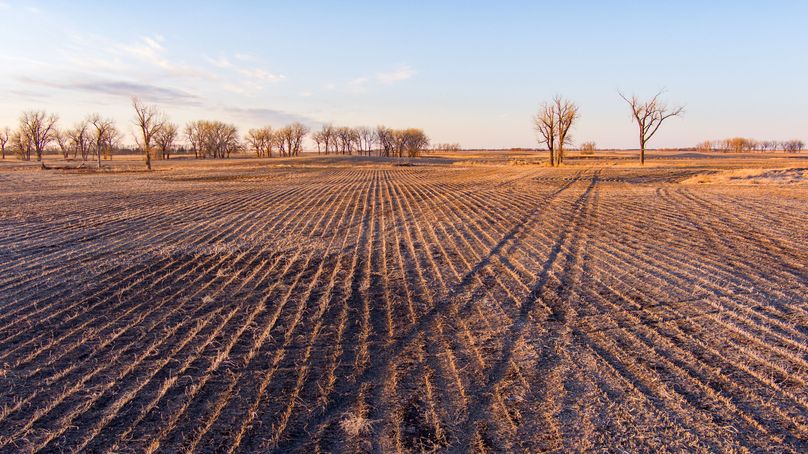 25b - Cottonwoods Slough _ Bean Field by Drone Facing North