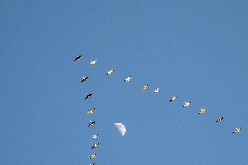 7 - Snowgeese and Half Moon