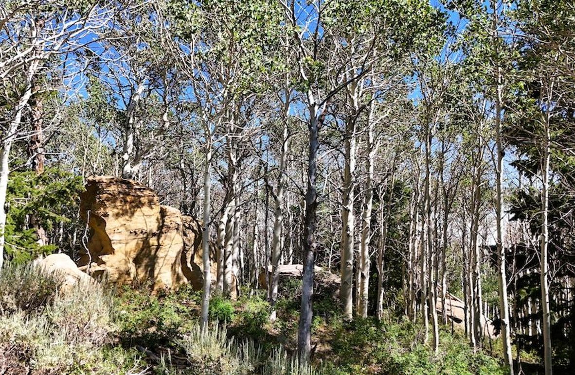 DJI_20250726161820_0003_D