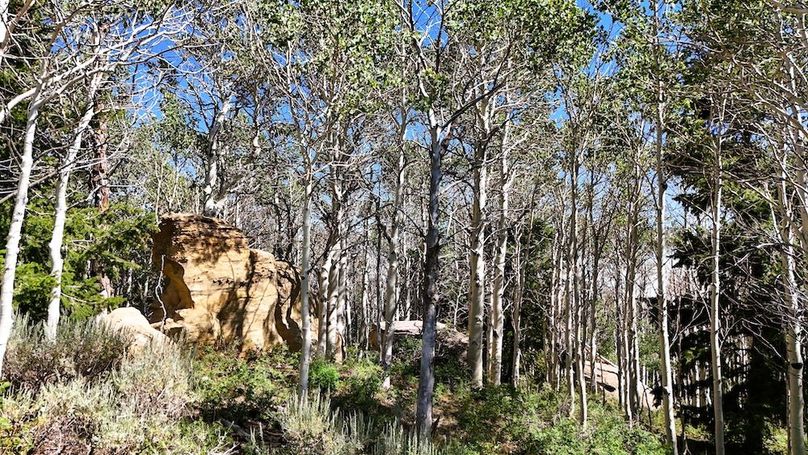 DJI_20250726161820_0003_D