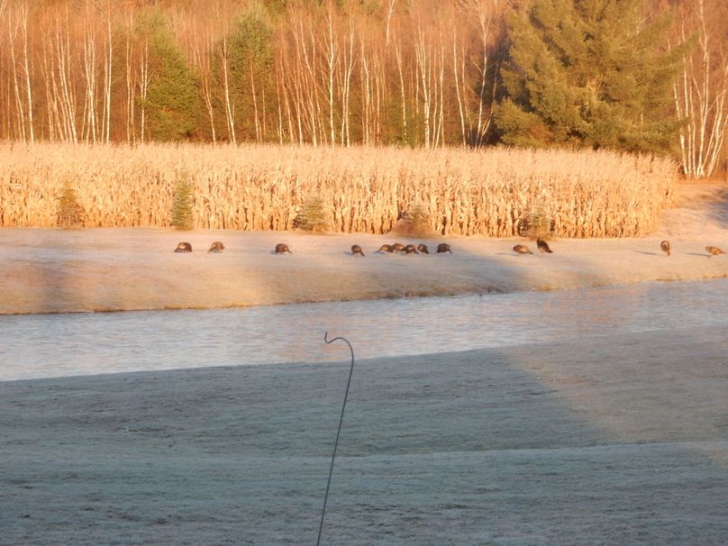 St.Lawrence_252.5_Johnson_Photos_65