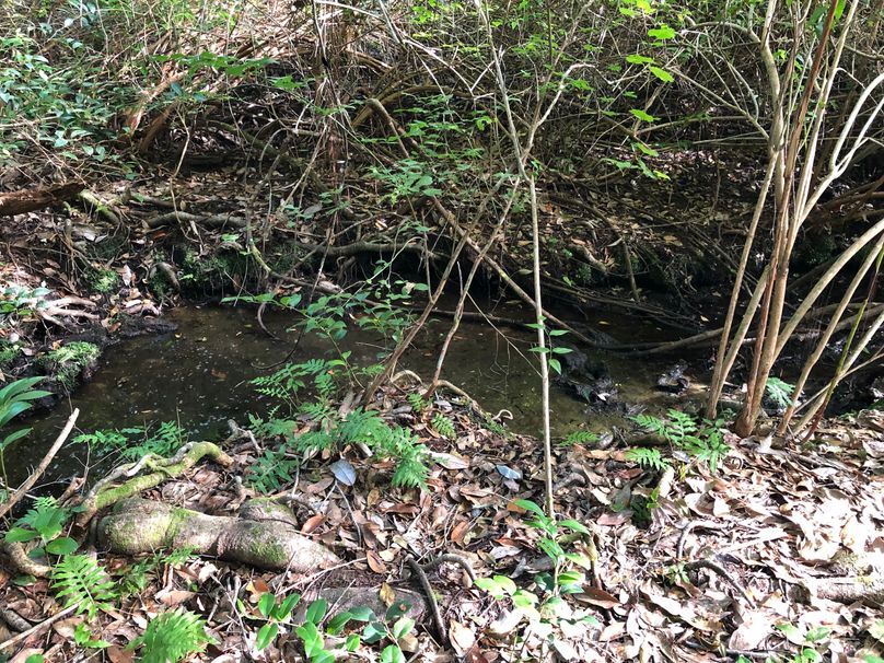 2. Big Branch Stream