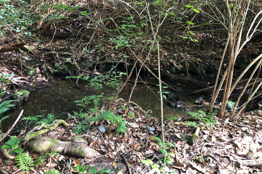 2. Big Branch Stream