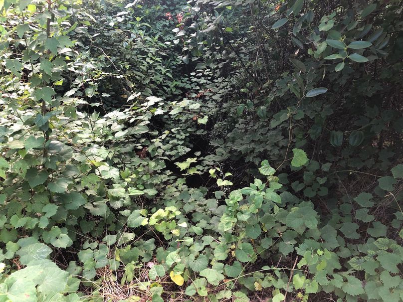 3. Big Branch Stream at northwest property corner