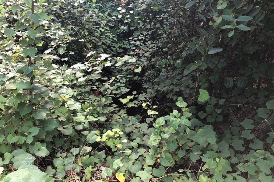 3. Big Branch Stream at northwest property corner