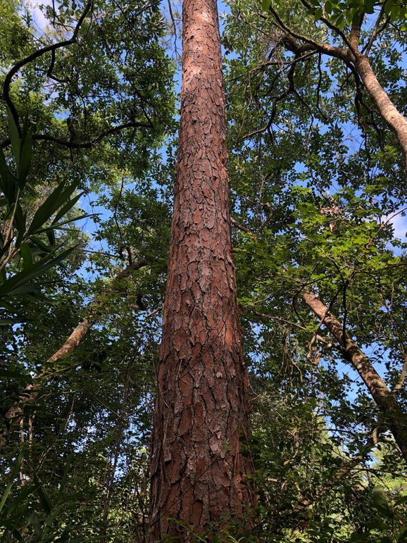 4. Massive pine