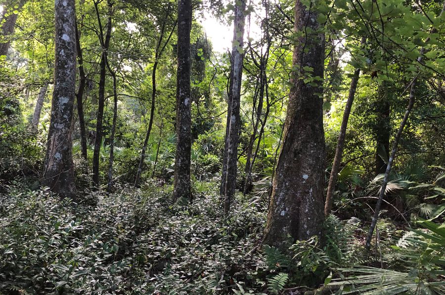 6. Large hardwoods