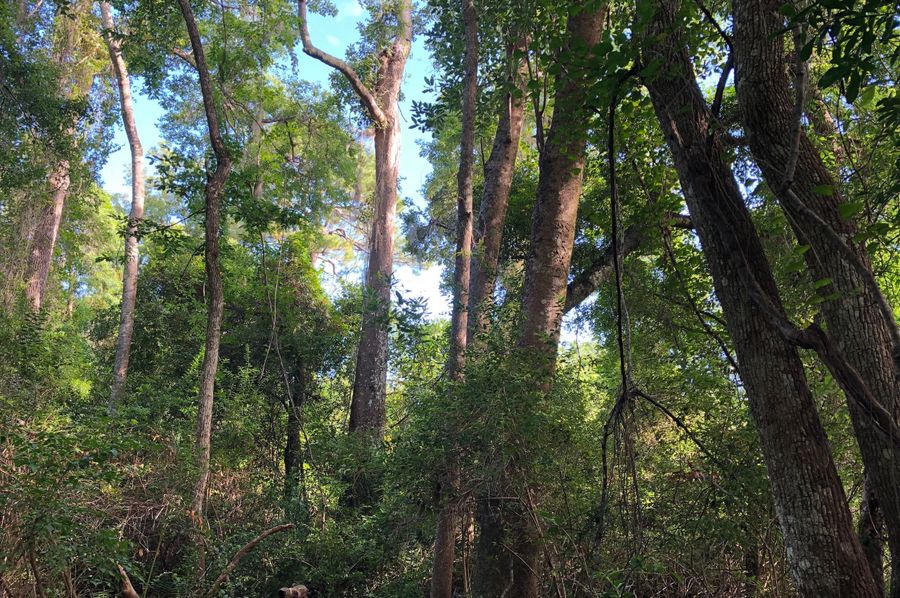 5. Large hardwoods