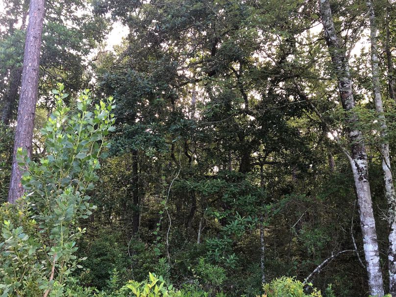 1 Western wooded boundary