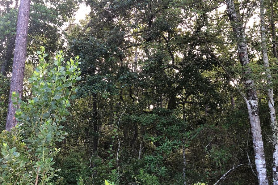 1 Western wooded boundary