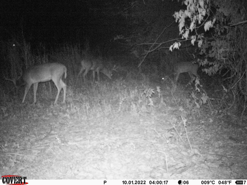 okmulgee 30 ausbrooks trail cam 17