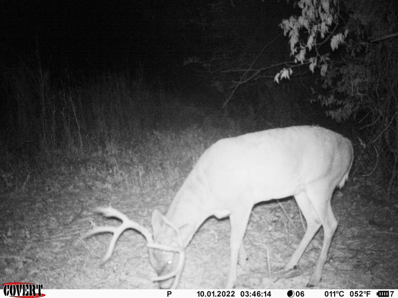 okmulgee 30 ausbrooks trail cam 13