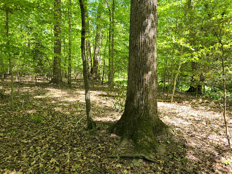 22ac_Route313_CarolineCty_010