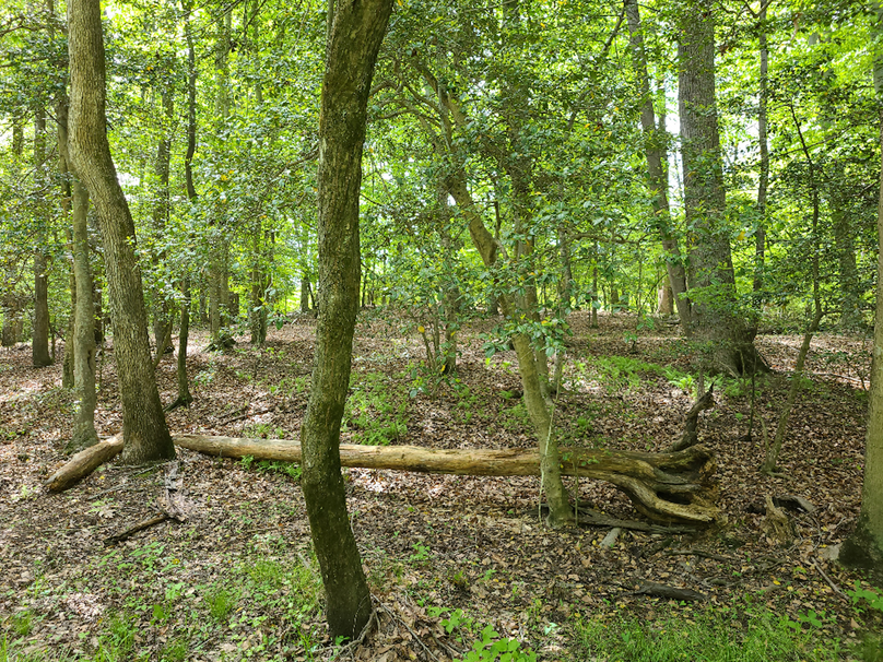 22ac_Route313_CarolineCty_013