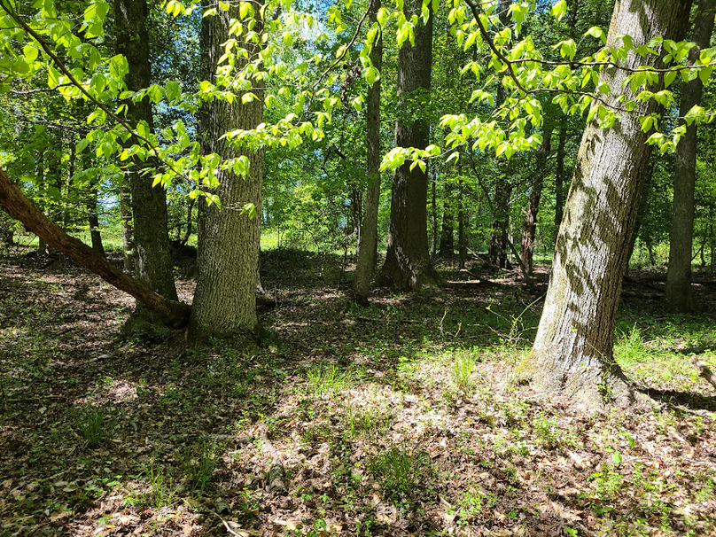 22ac_Route313_CarolineCty_009