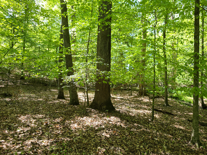 22ac_Route313_CarolineCty_015