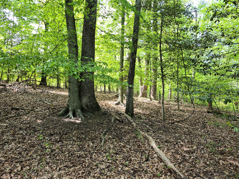 22ac_Route313_CarolineCty_012