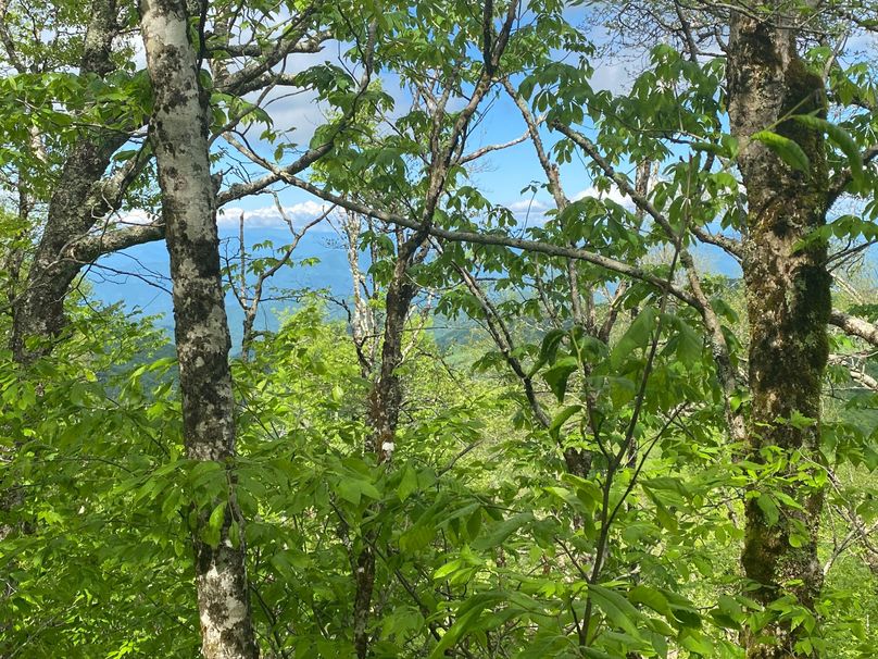 Graham Co 17 ThompsonRunyan-04