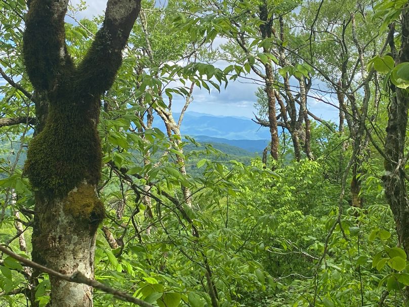 Graham Co 17 ThompsonRunyan-03