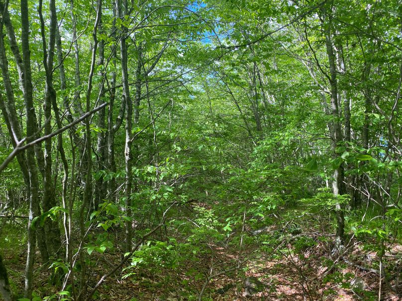 Graham Co 17 ThompsonRunyan-10