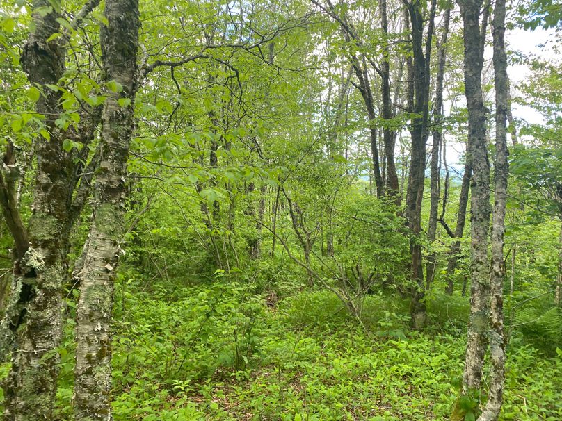 Graham Co 17 ThompsonRunyan-09