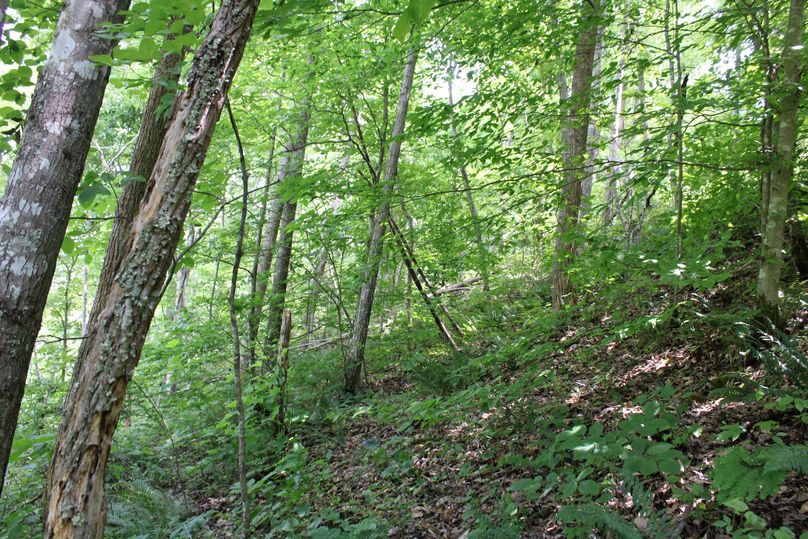 011 nice mix of young and mature timber