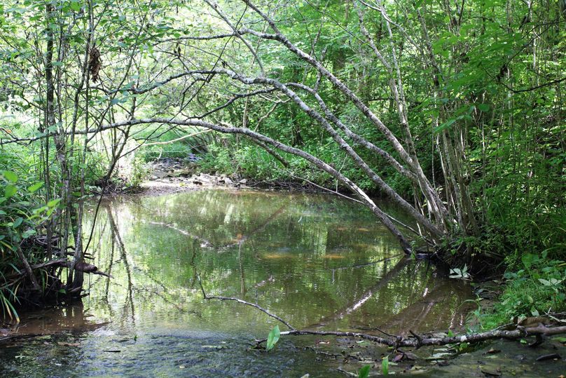 003 nice waters of Harris Branch