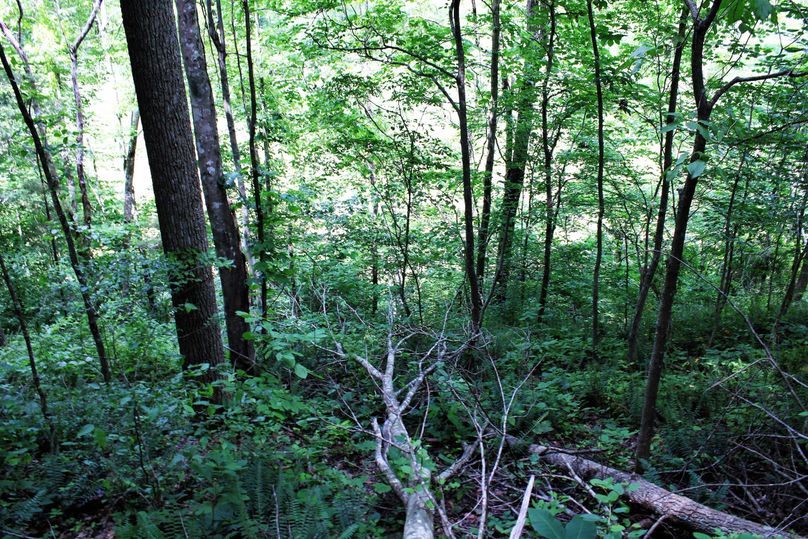 023 more nice young and mature timber mix