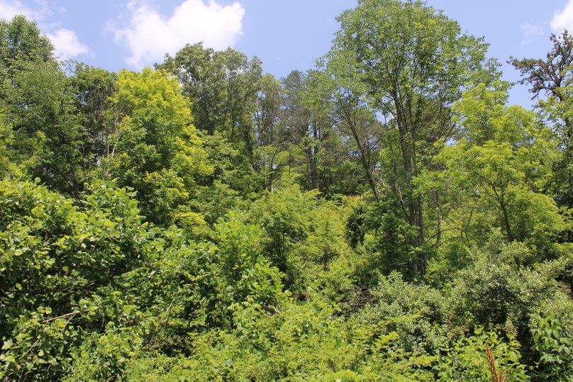 006 nice mix of young and mature timber