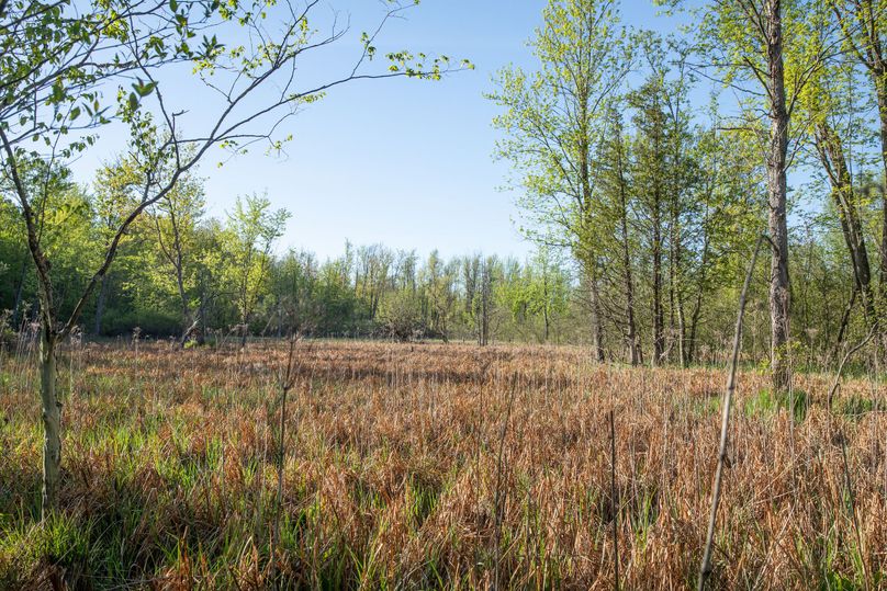 14 Wetland Area in the NW Corner