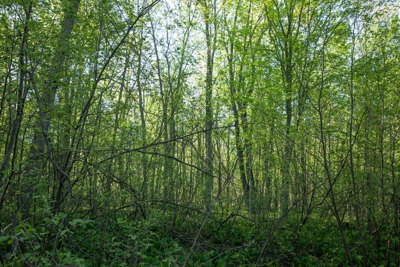 8 Thick Young Security Cover