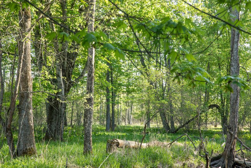 10 Ladder Stand in the Timber