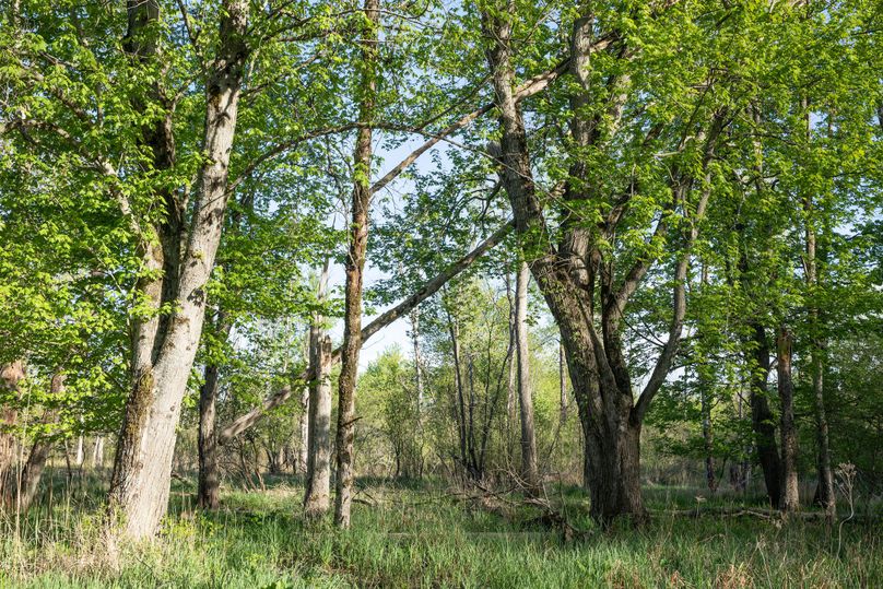 6 Mixture of Timber Throughout