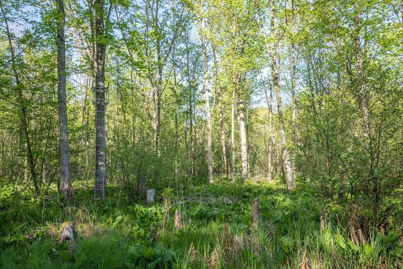 15 Timber on the South End