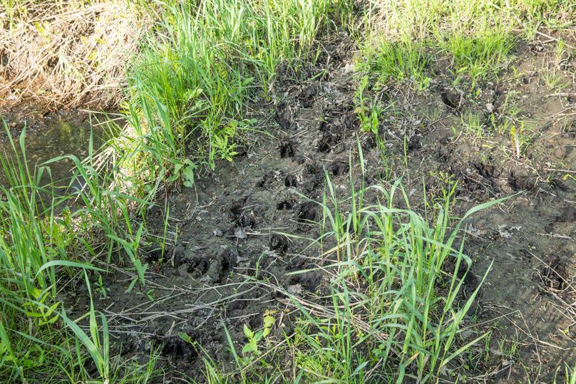 11 Deer Sign Everywhere