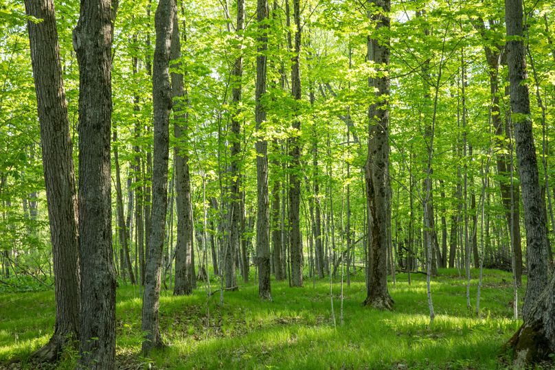 12 Timber on the East End