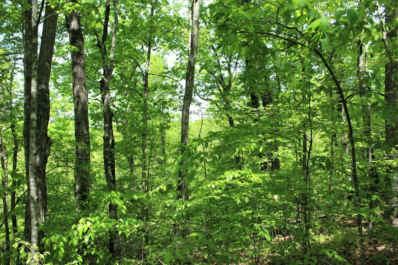010 stand of mature hardwoods in the southwest area of the property
