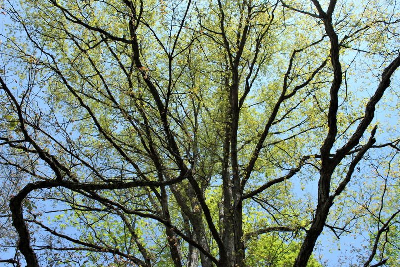 011 awesome spring canopy shot of a giant white oak along the field edge