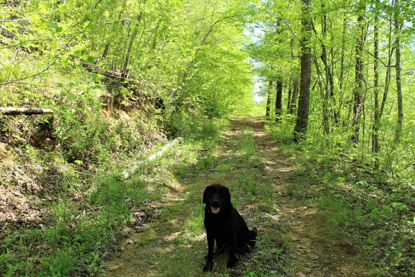 005 rare photo of Aspen sitting still in one of the many network of trails throughout the property