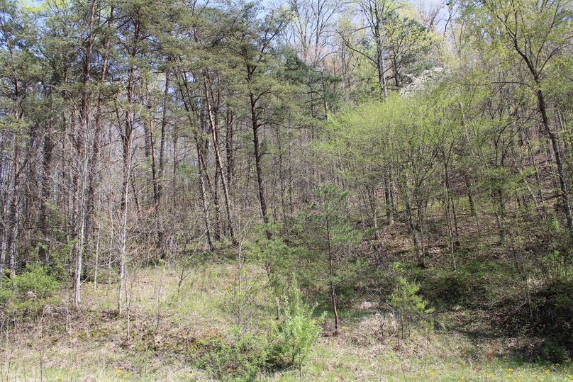 025 nice pine thicket shows diverse land for great deer habitat