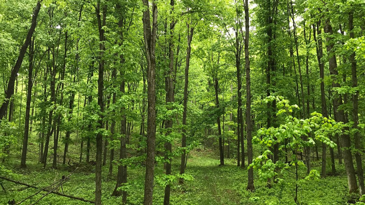 Pristine And Rolling Wooded Property In Northwest Region Of