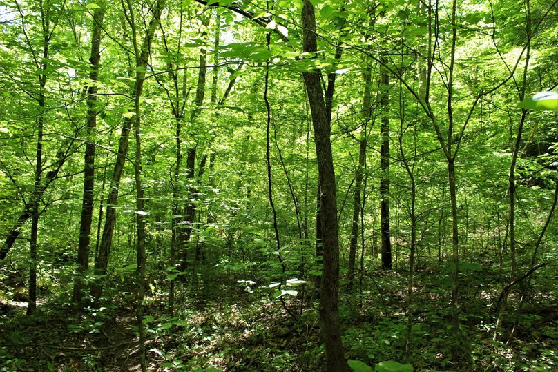 020 forest bench area in the southwest portion of the property