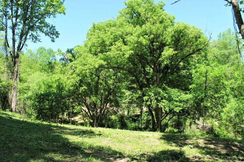012 another view of the open cabin site along the river