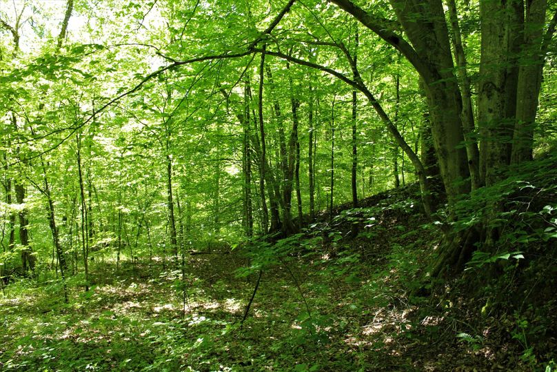 013 forested area along the stream in the western part of the property