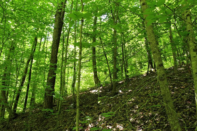017 forested area in the northeast area of the property